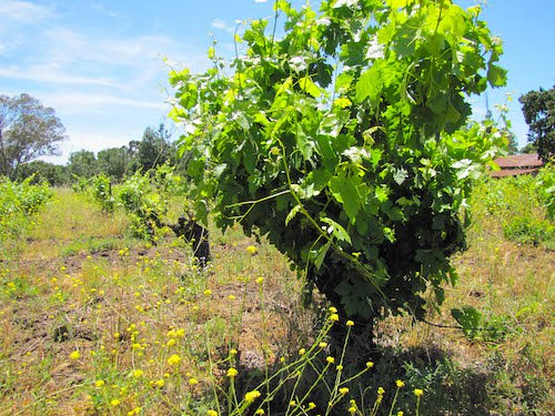 Winemaking 101 - How do you grow grape vines? | Winetraveler.com