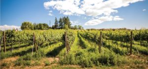 Naches Heights Vineyards & Winery