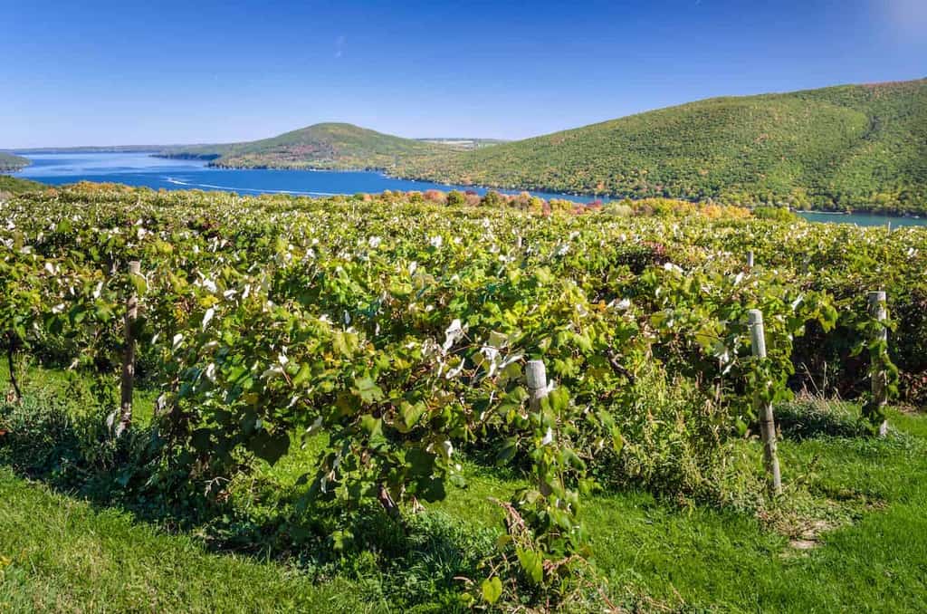 9 Best Finger Lakes Wineries To Tour Making Sparkling Wine | Winetraveler.com