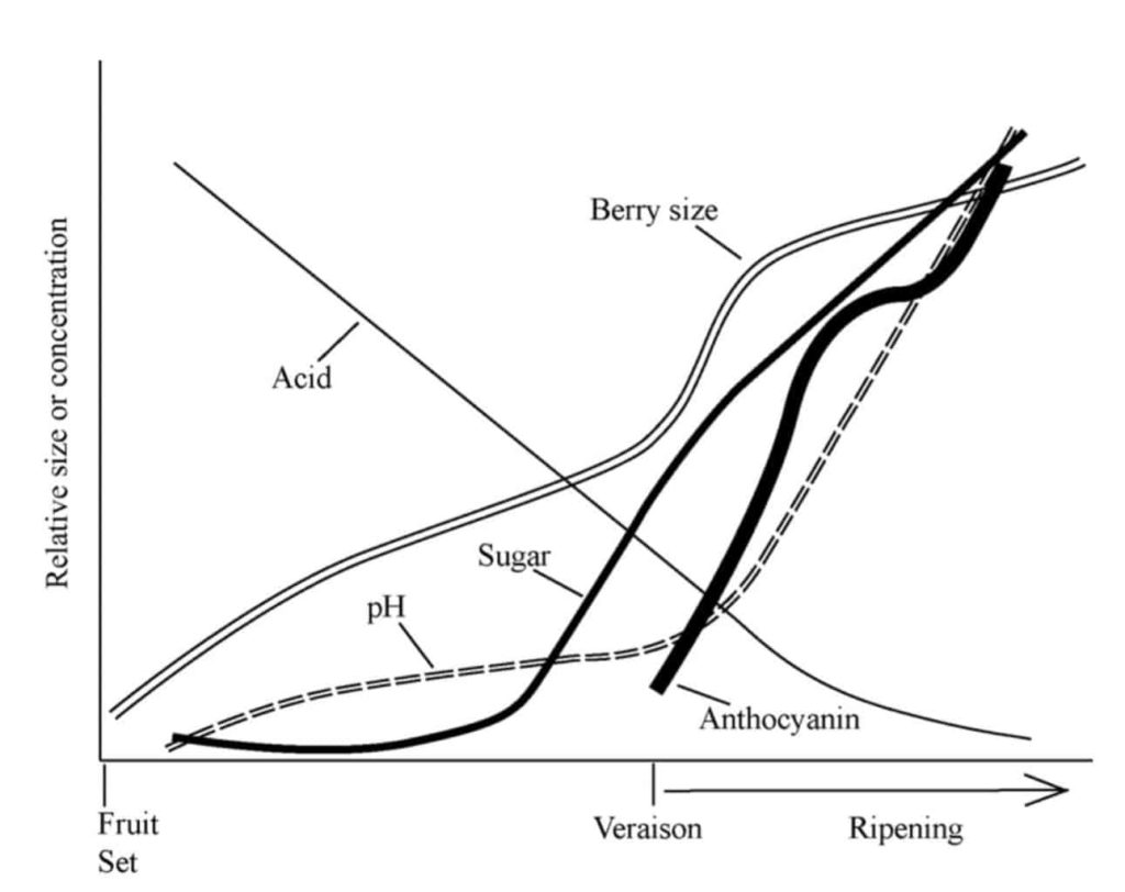 How to Determine Optimal Ripeness for Wine Grape Harvesting | When Are Wine Grapes Ready for Harvest? | Winetraveler.com