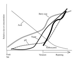 Grape Ripeness Chart Winemaker's Perspective: When Are Wine Grapes Ready For Harvest?