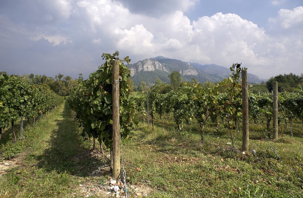 Learn about the Franciacorta Wine Region with our overview. Find information on Franciacorta wine grape varieties, wine styles, recommended wineries in Franciacorta, regional events and much more.