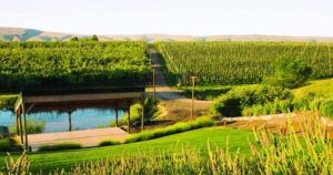 Gilbert Cellars