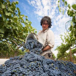 Paradisos del Sol Winery and Organic Vineyard