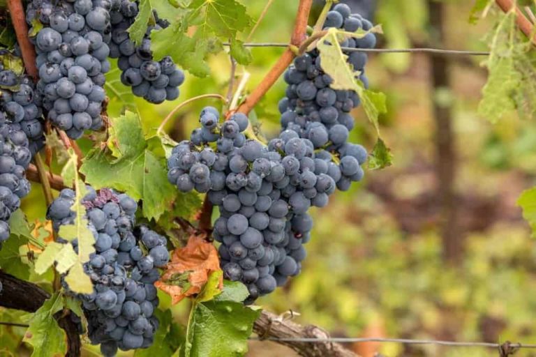 Pinot Meunier