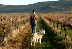 Sleeping Dog Wines