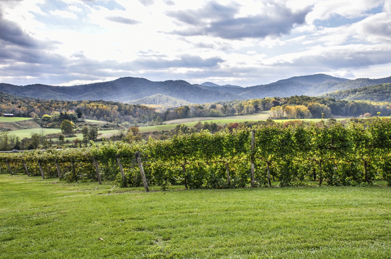 Plan a Trip to Virginia Wine Country - Wineries, Activities, History, Terroir, Grape Variety Information | Winetraveler.com