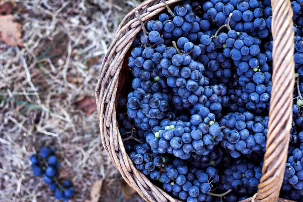 When To Harvest Wine Grapes - When is Harvest Season For Wine? | Winetraveler.com