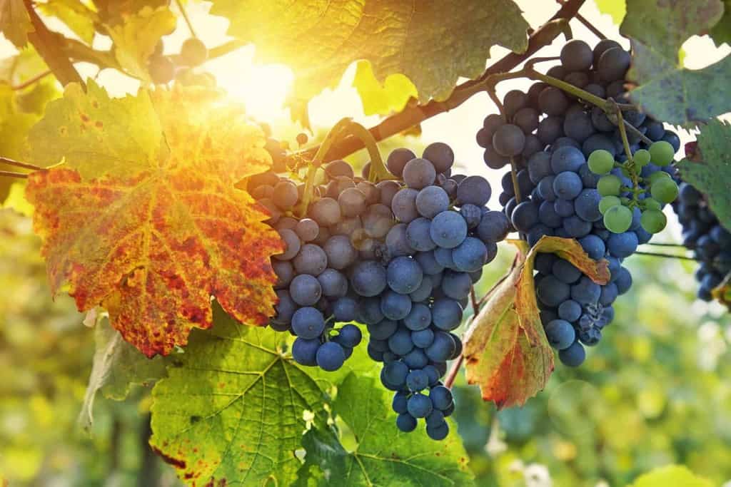 Winemaking 101: The Art and Science of Growing Wine Grapes in the Vineyard | Winetraveler.com