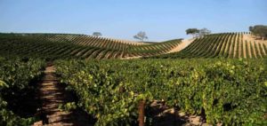J. Lohr Vineyards & Wines