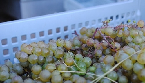 Grapes being harvested at L'Acadie Vineyards. Image courtesy Jeannette LeBlanc | Winetraveler.com