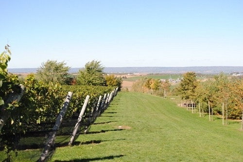 Best Wineries & Vineyards in Annapolis Valley Nova Scotia - Luckett Family Vineyards | Winetraveler.com