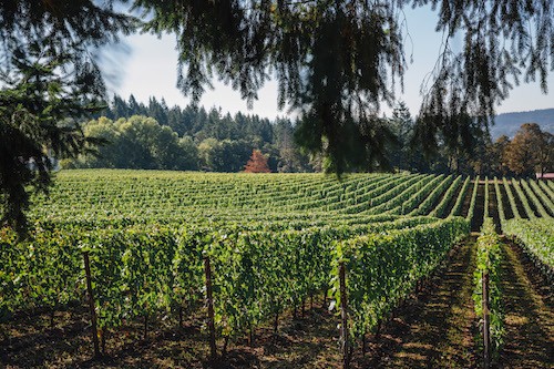 Adelsheim Vineyard in Willamette Valley, Chehelam Mountains, Oregon | Winetraveler.com