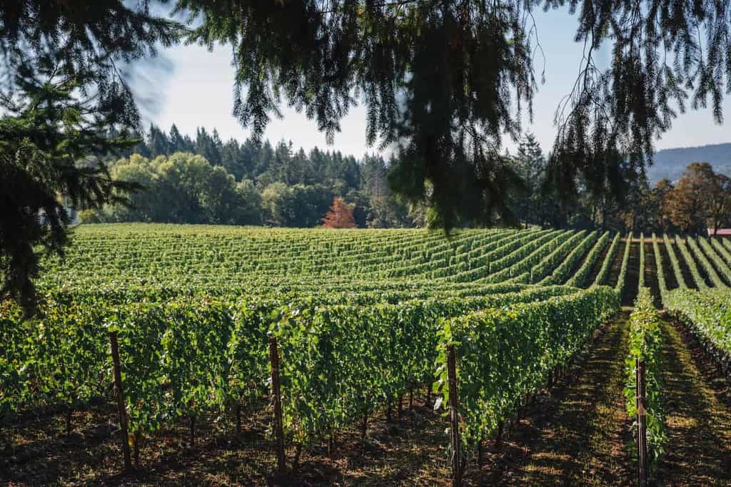 Experience Adelsheim Vineyards in Willamette Valley Oregon | Winetraveler.com