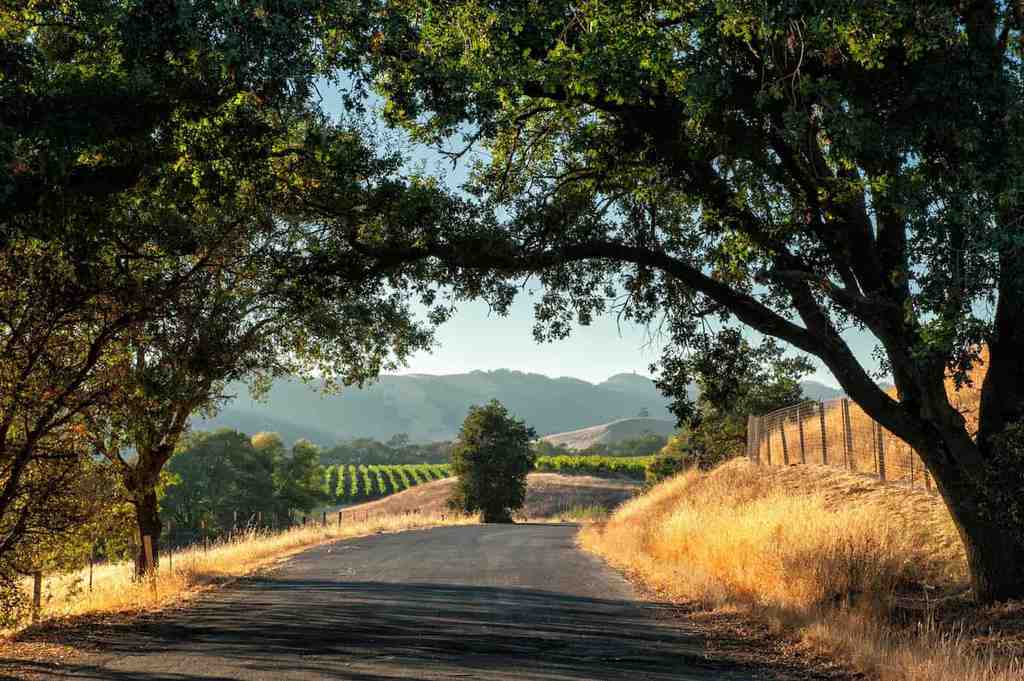Bohemian Highway Sonoma Drive through Scenic Wine Country - The Perfect Sonoma Road Trip Itinerary | Winetraveler.com