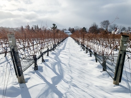 Learn About The Ontario Wine Region of Canada | Winetraveler.com