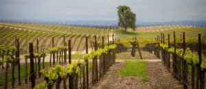 Hope Family Wines