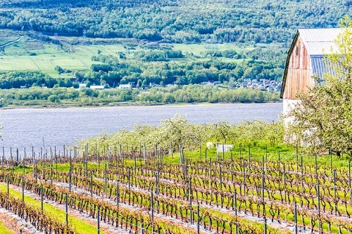 Quebec Wine Region of Canada - Understanding the Canadian Wine Regions | Winetraveler.com