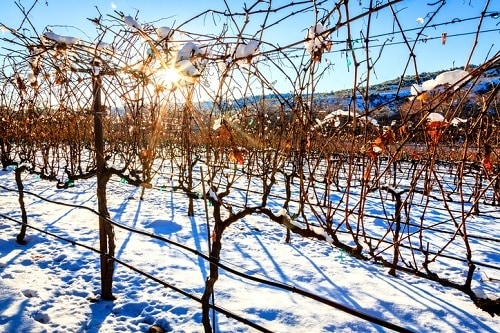 Best Winter Wine Festivals to Visit | Winetraveler.com