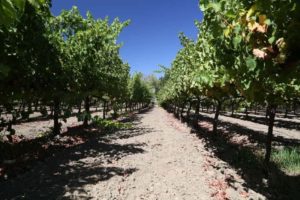 Honig Winery & Vineyards