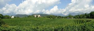 Gregoletto Luigi Azienda Agricola