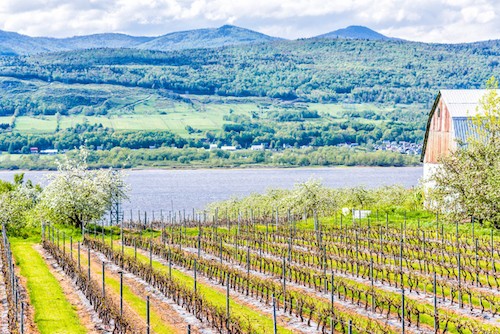 Best Wineries to Visit in Quebec Canada | Winetraveler.com