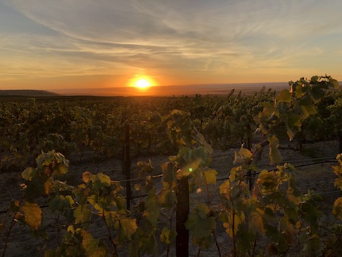 Sunset over the vineyard at Columbia Crest.