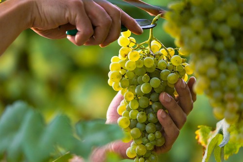 Glera Grape Variety and Prosecco Production | Winetraveler.com