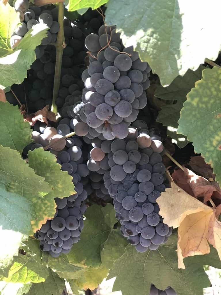 Visit and Learn about Mercer Winery in Prosser, Washington - Wine Tasting and Tour Information Plus an Interview and Q&A With the Mercer Family | Winetraveler.com