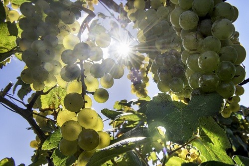 Wine Grape Varieties in Ontario, Niagra Falls, Canada | Winetraveler.com