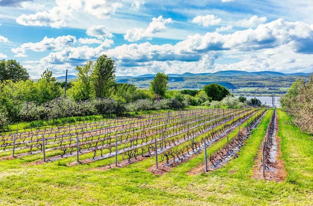 Guide to Quebec Wine Country - The Best Wineries, Restaurants, Hotels and More | Winetraveler.com