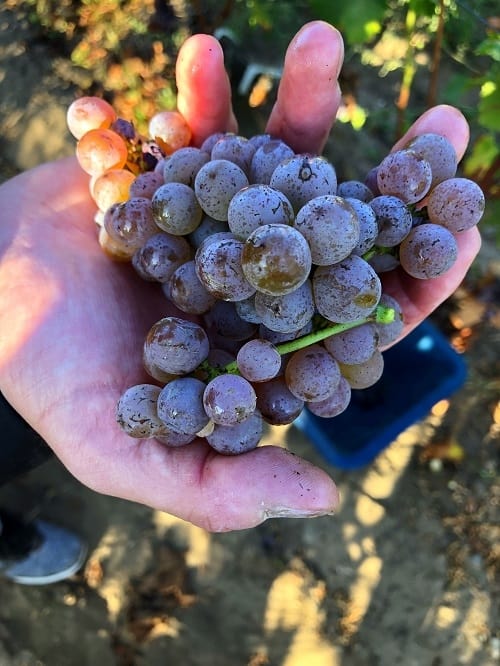 Grape Varieties for Bordeaux Sweet White Wine | Winetraveler.com