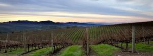 Caymus Vineyards
