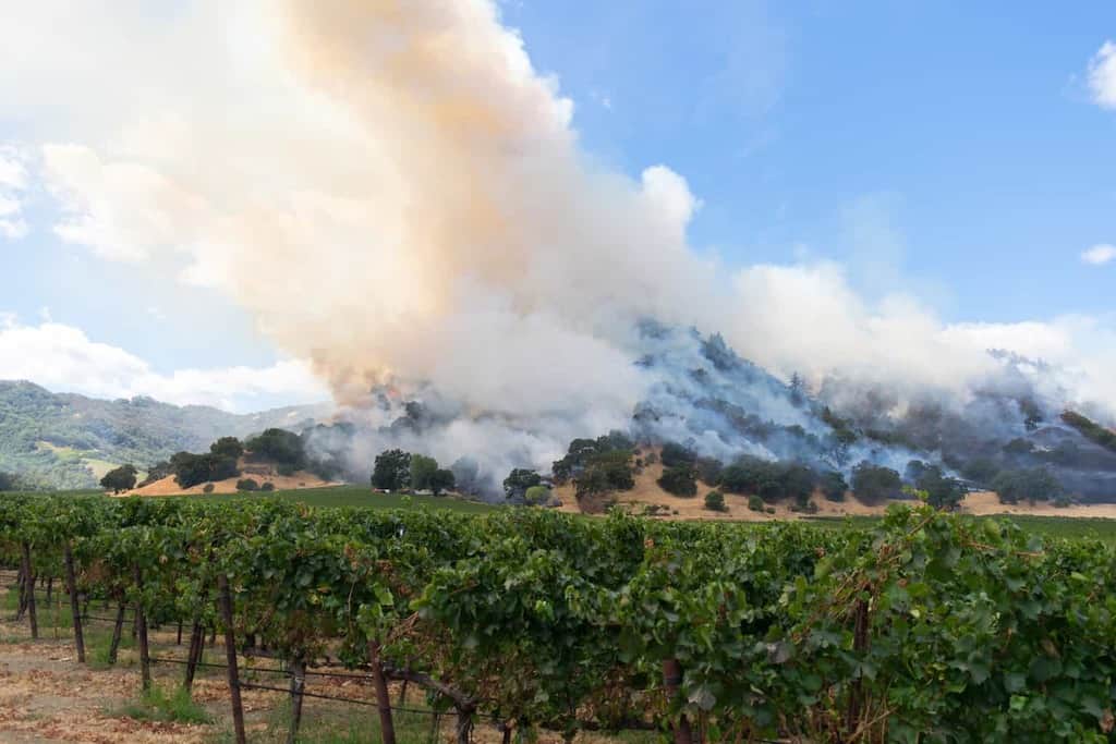 Smoke Taint Analysis - What it is and how it affects grapes and wines | Winetraveler.com