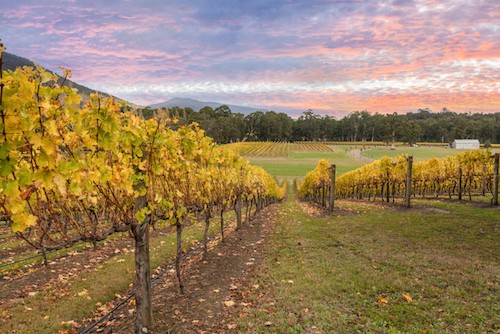 The Best Wineries To Visit in Australia's Yarra Valley | Winetraveler.com