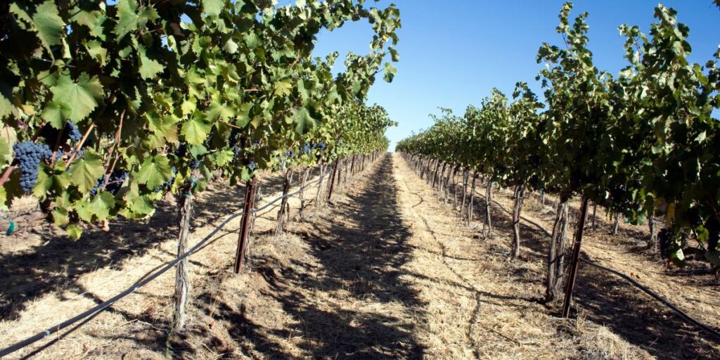 Washington State wine region