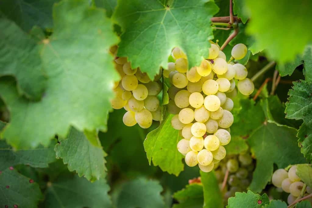 Learn About Chardonnay's History Over the Years and Its Old and New World Wine Styles | Winetraveler.com