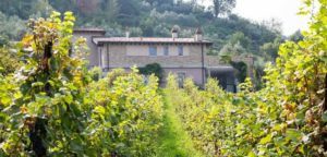 Colline Della Stella – Arici