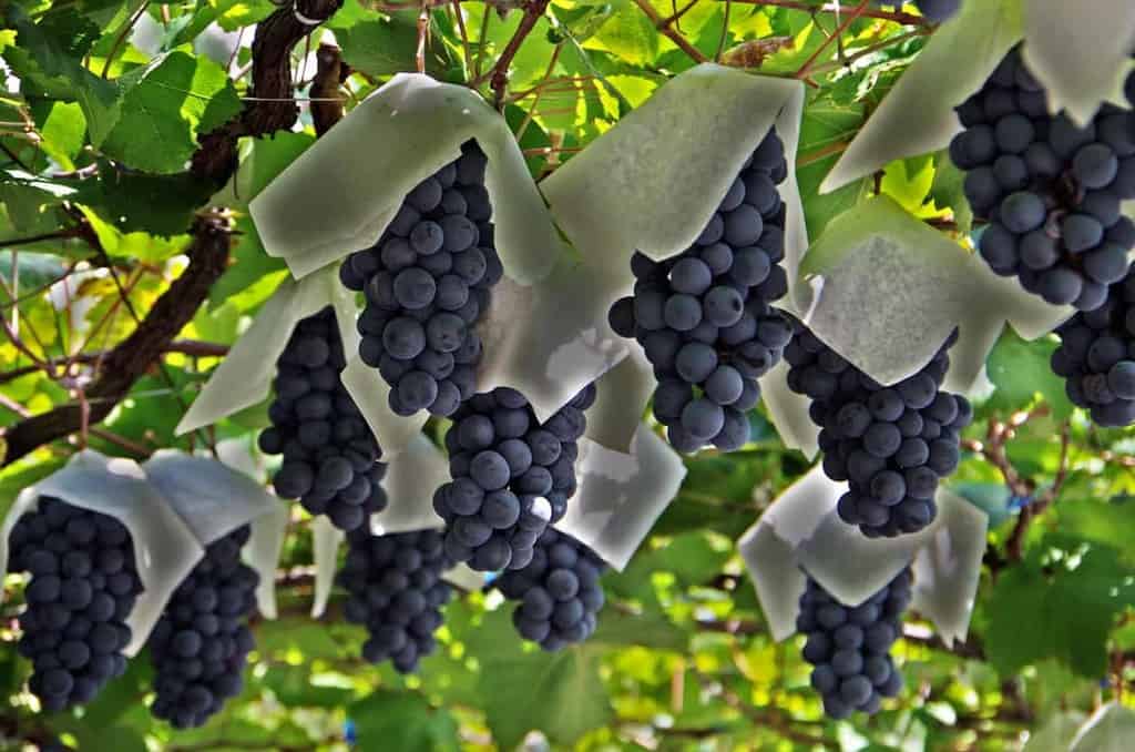 Wine grapes and vineyards in Japan