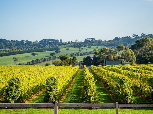 Best Wineries To Visit on Australia's Mornington Peninsula