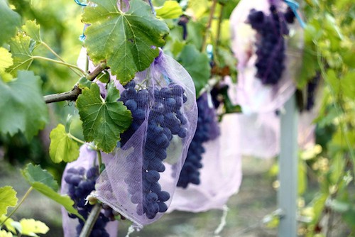 Vineyards To Visit in Mornington Peninsula Australia