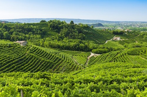 Prosecco vineyards during Summer, Valdobbiadene, Italy. 