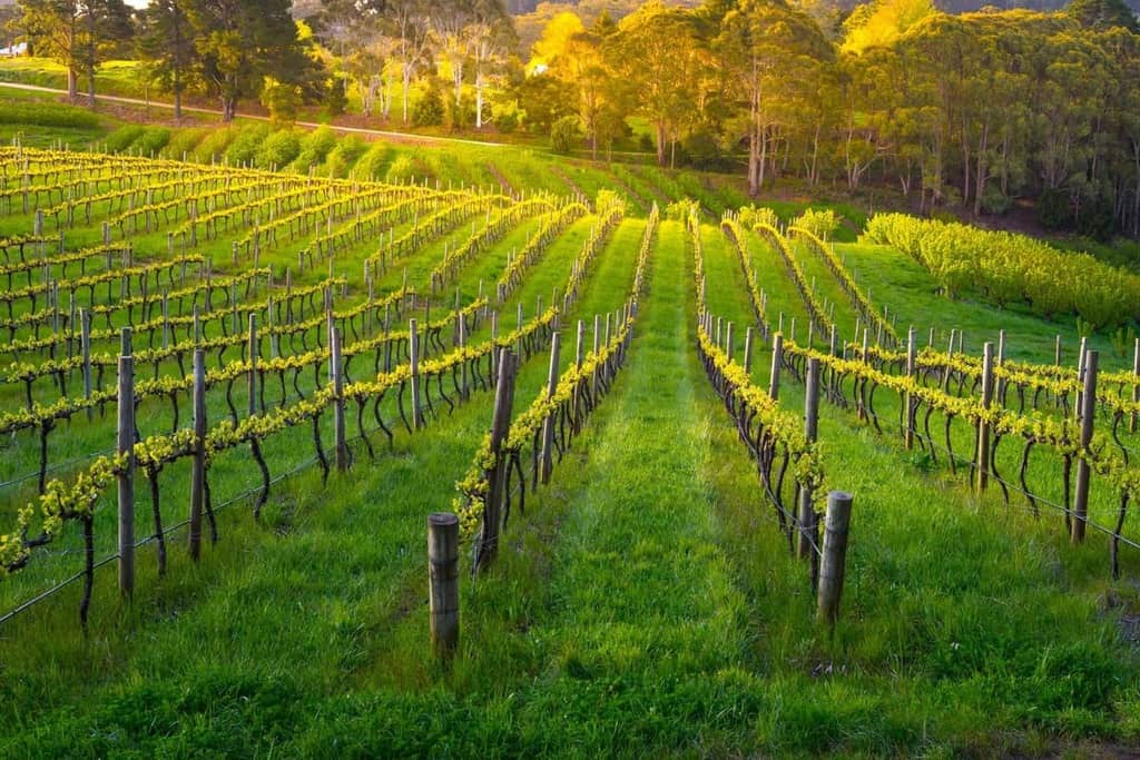 Barossa Valley Wine Region Facts & Information | Winetraveler.com