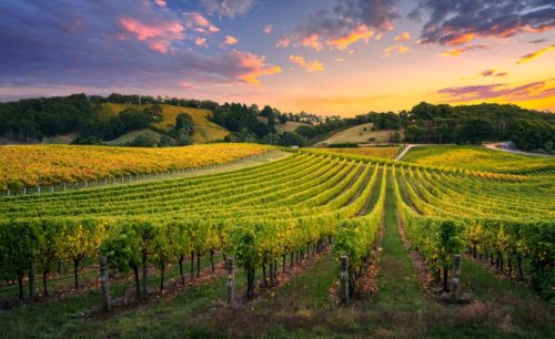Barossa Valley Wine Region Facts & Information | Winetraveler.com