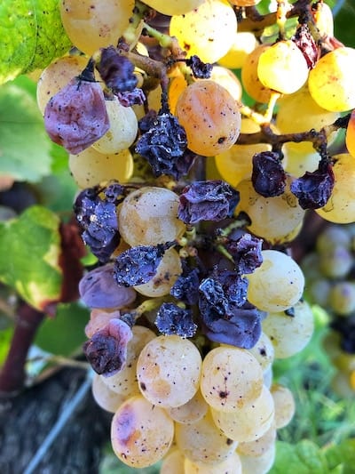 The early onset of Botrytis is seen here in Southern Bordeaux. Noble Rot can appear golden in color while the morning dew is still fresh on the surface of the grapes.