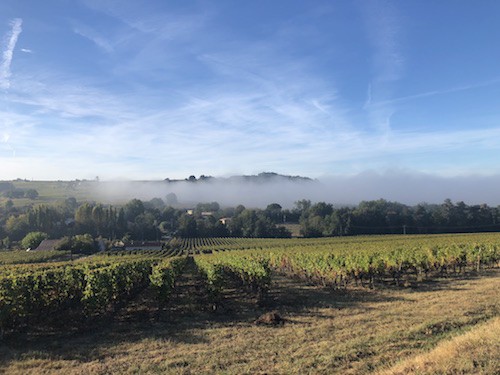 Morning fog rolls off the vines in Cadillac AOP.