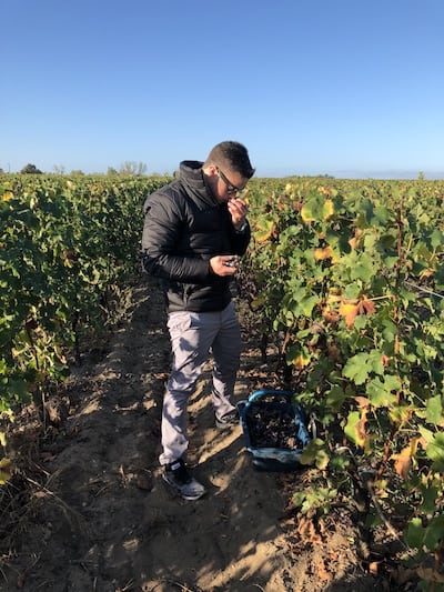 Sauvignon Gris being harvested in October, 2018. Harvesting is done completely by hand in Sauternes, over multiple passes. Grapes are visually inspected, stems are cut further to smell for disease and then collected. This was taken at Chateau Bastor Lamontagne in Preignac. Image via Greig Santos-Buch.