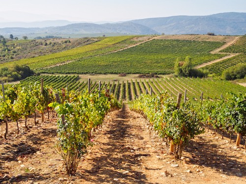 A sense of the vineyard landscape that can be expected in Bierzo, Spain. - Ultreia and Winemaker Raul Perez | Winetraveler.com