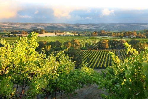How To Get To and Around McLaren Vale Australia Wineries | Winetraveler.com