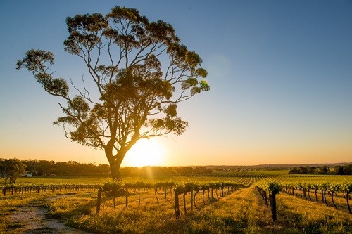 Best Wineries and Things To Do in Barossa Valley Australia | Winetraveler.com